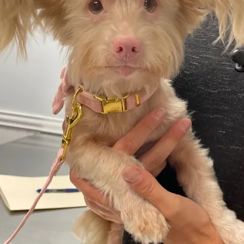 Cute Brown Dog at Frisco Animal Hospital Cute Brown Dog at Frisco Animal Hospital
