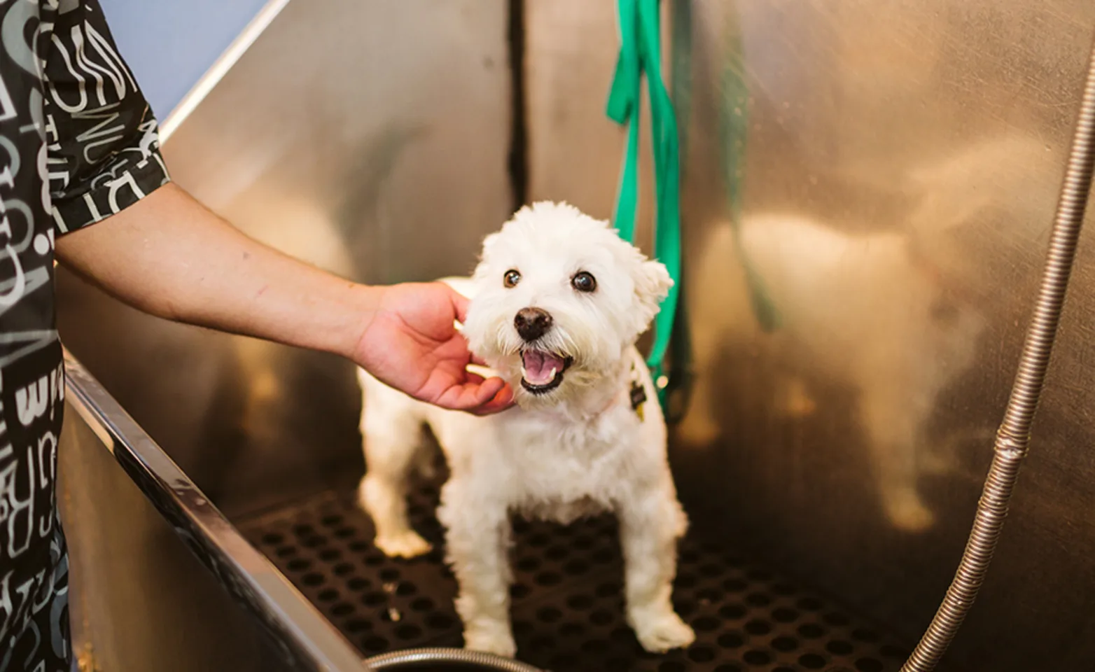 White dog getting bathed White dog getting bathed