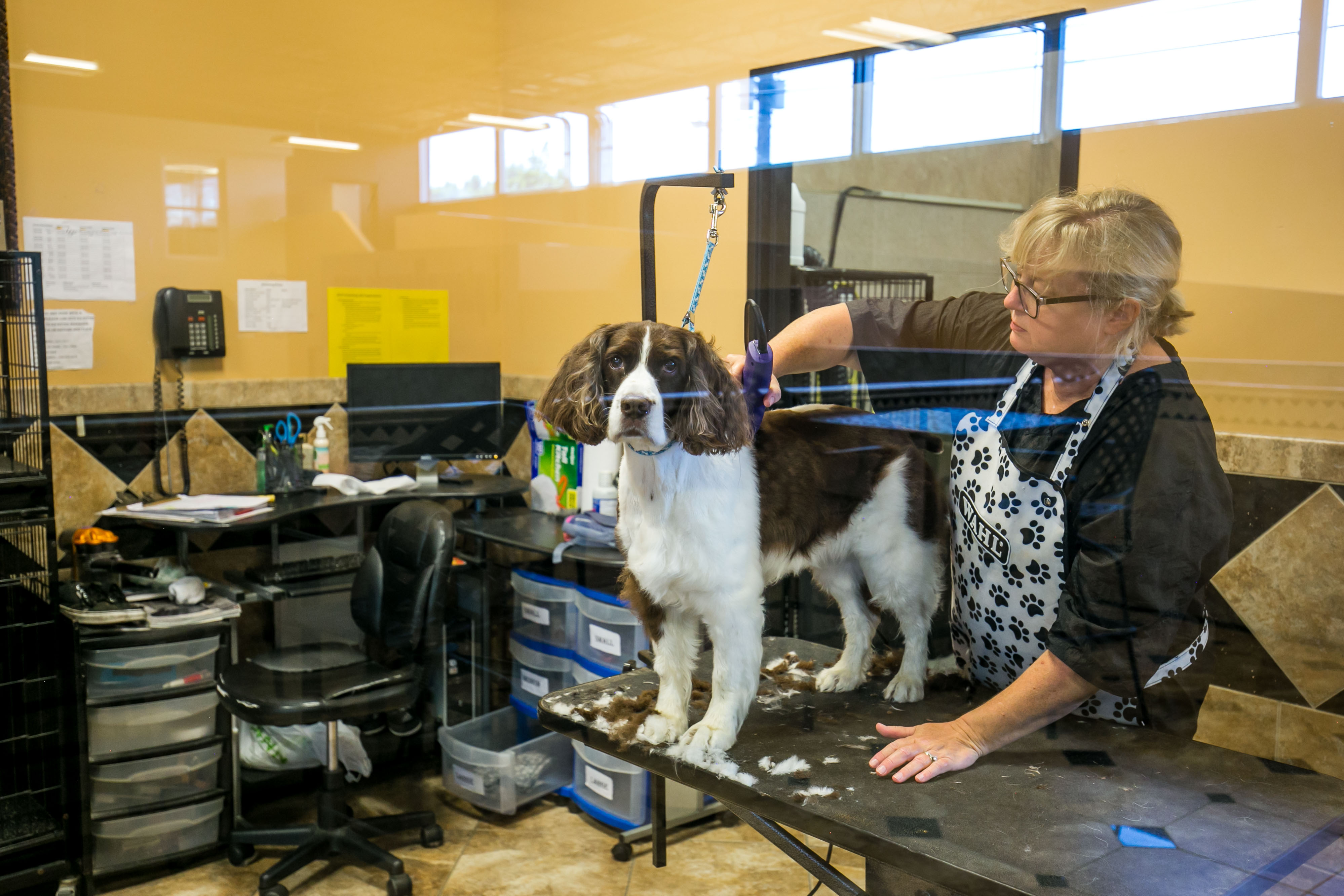 Uptown Hounds Grooming Station.  This picture shows the final touches of the Cocker Spaniel getting their haircut by a female groomer. 