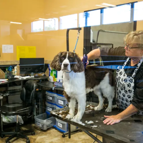 Uptown Hounds Grooming Station.  This picture shows the final touches of the Cocker Spaniel getting their haircut by a female groomer. 