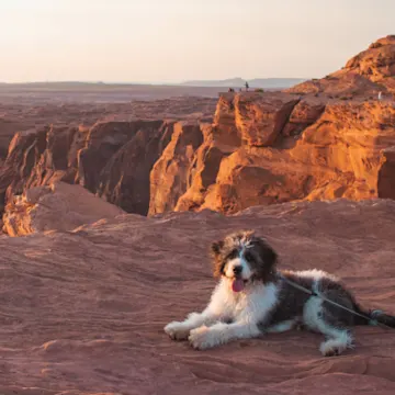 Dog sitting on desert Dog sitting on desert