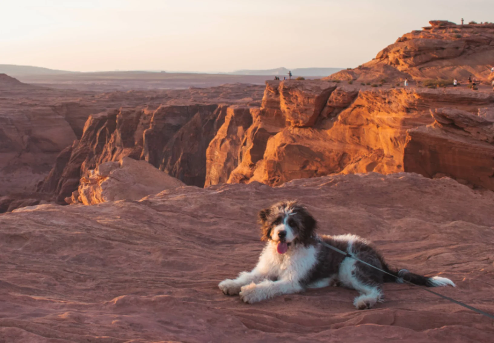 Dog sitting on desert Dog sitting on desert