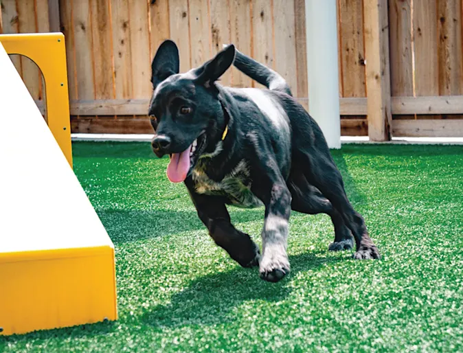 Dog running in the play yard at PetSuites Dog running in the play yard at PetSuites