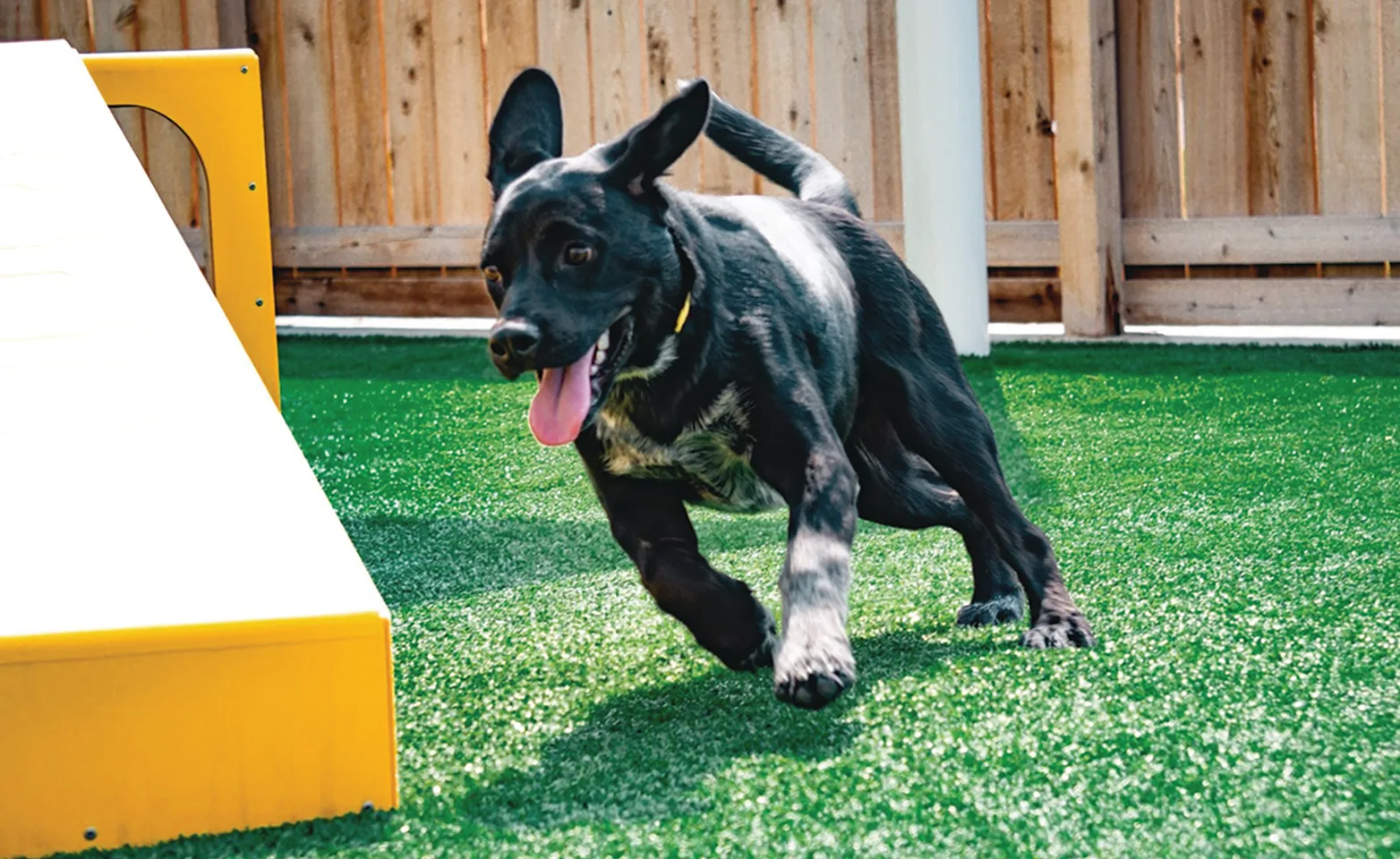 Dog running in the play yard at PetSuites Dog running in the play yard at PetSuites