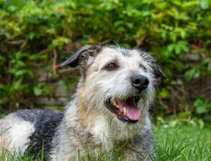 A white/brown/black dog lying in the grass A white/brown/black dog lying in the grass
