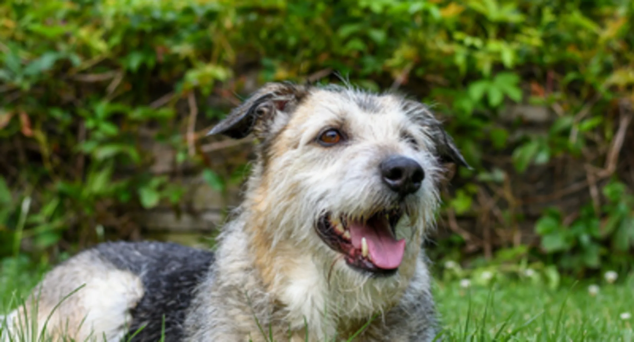 A white/brown/black dog lying in the grass