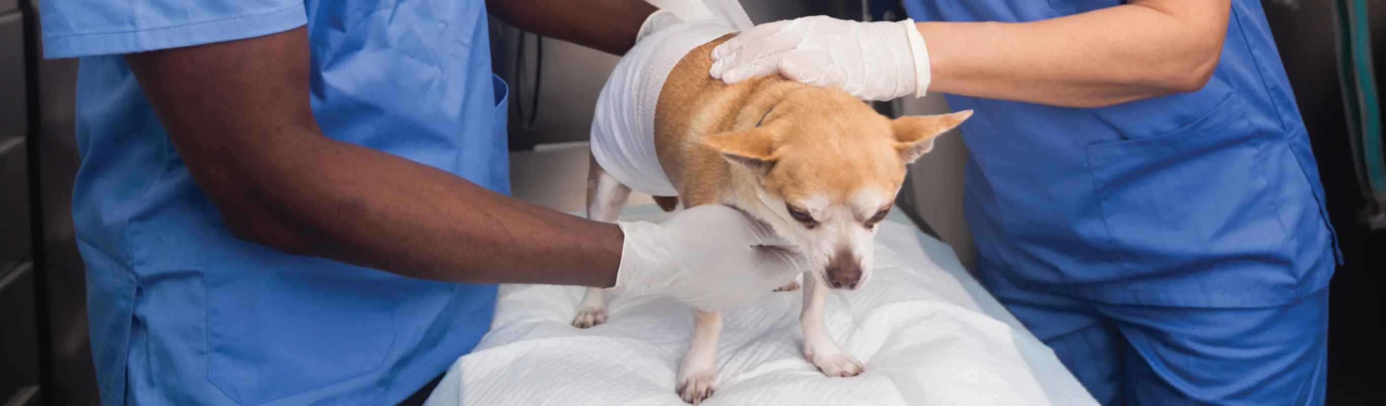 Dog being held by medical table