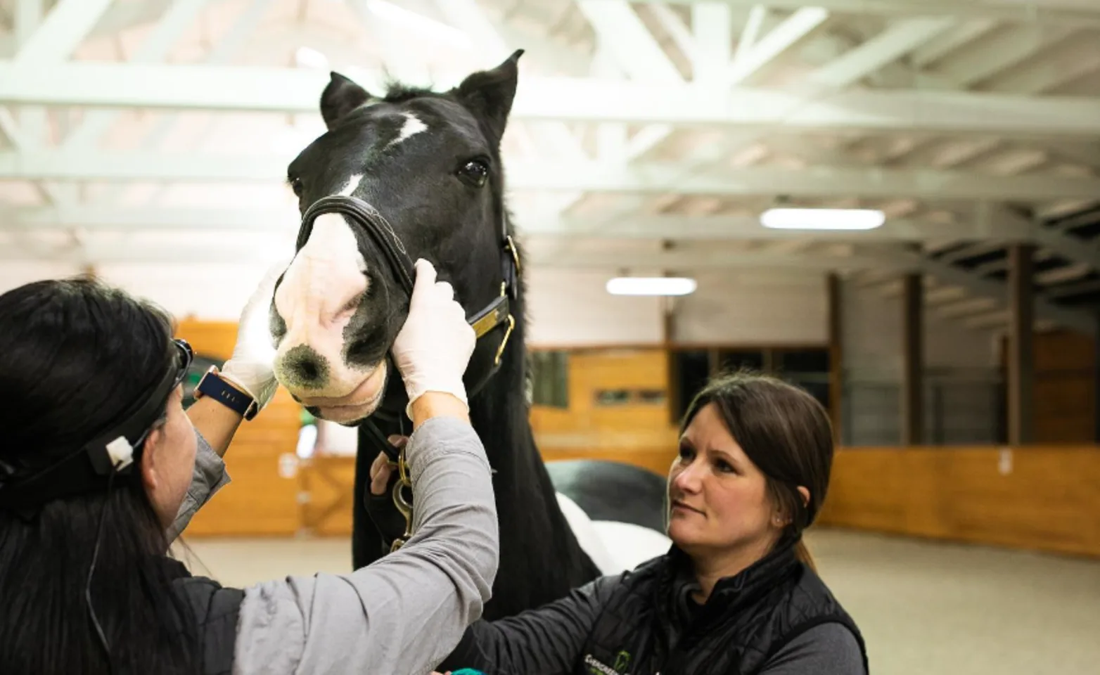 A staff member and doctor examining a black and white horse A staff member and doctor examining a black and white horse