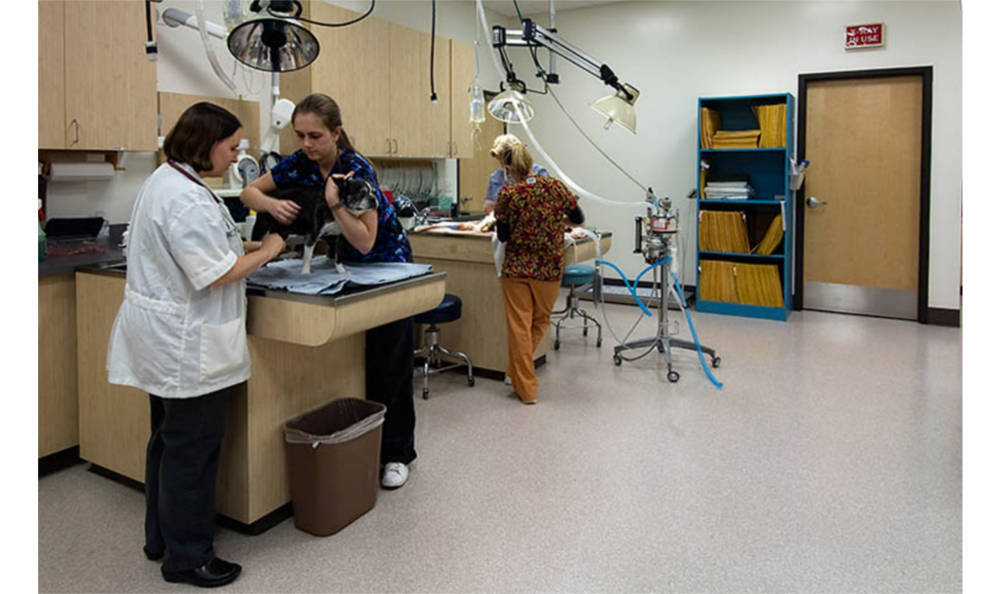 Our exam room and skilled veterinary staff