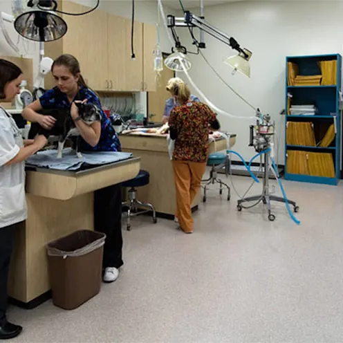 Our exam room and skilled veterinary staff Our exam room and skilled veterinary staff