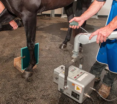 Horse getting a x-ray on its feet