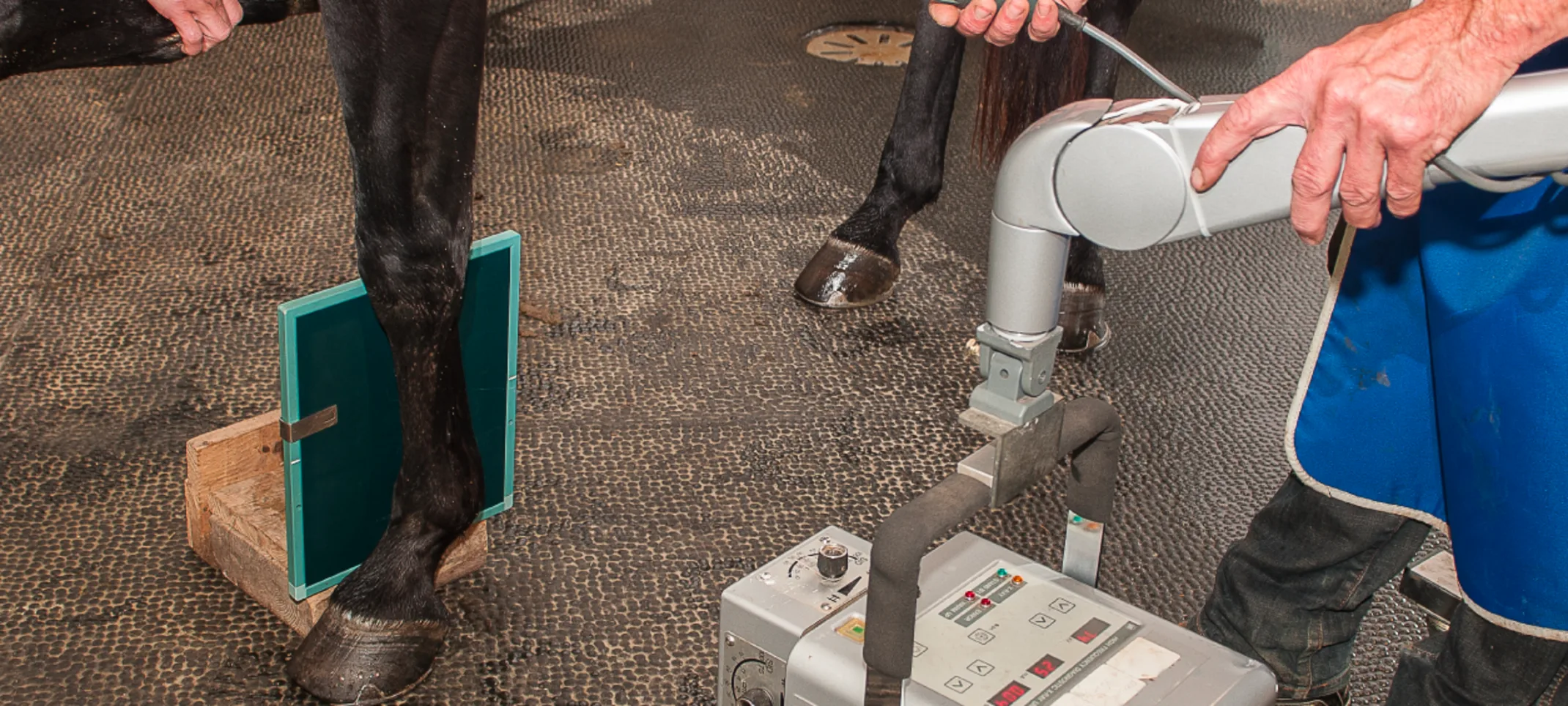 Horse getting a x-ray on its feet Horse getting a x-ray on its feet