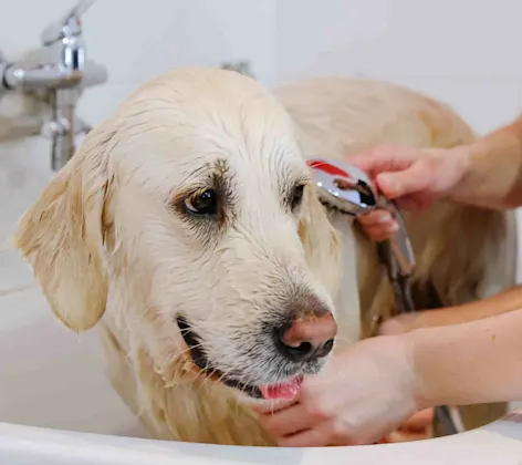 Dog being groomed Dog being groomed