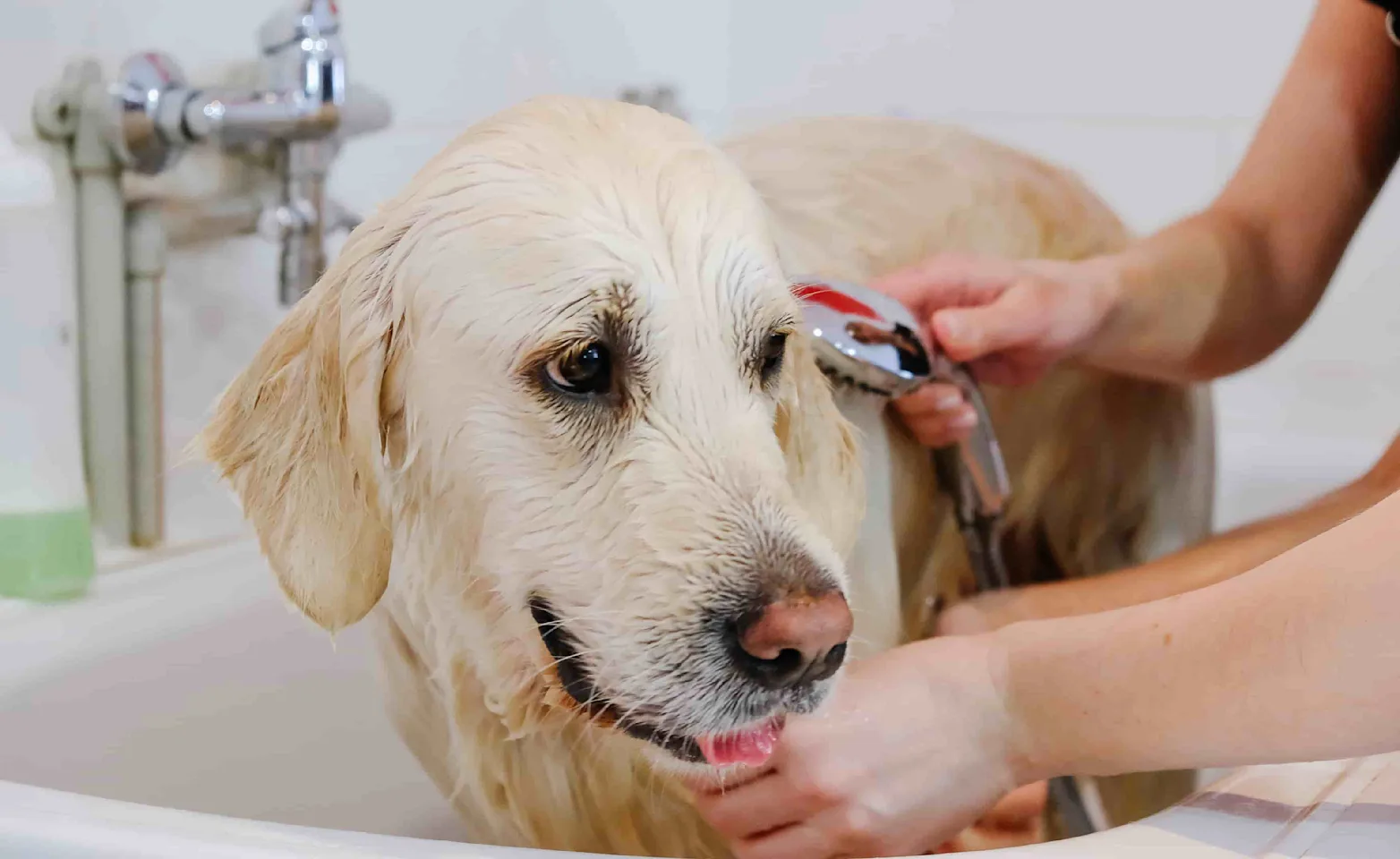 Dog being groomed