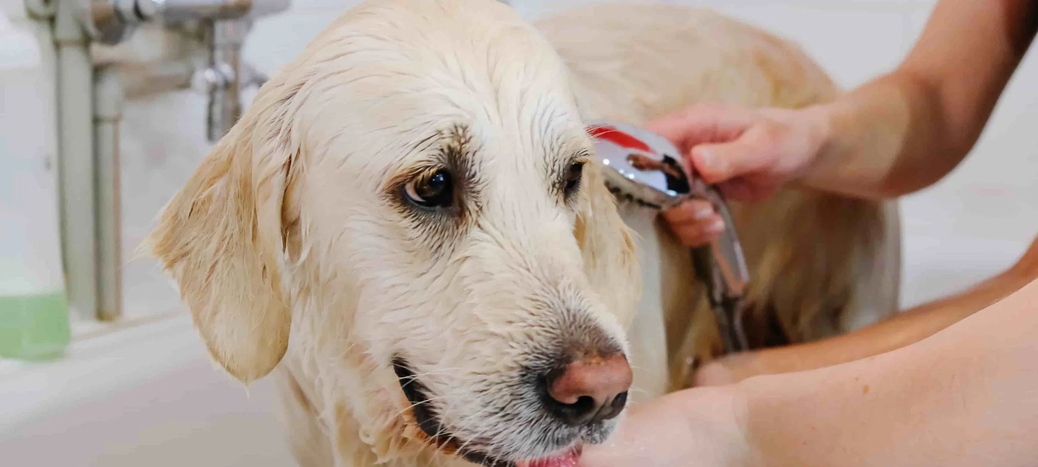 Dog being groomed Dog being groomed