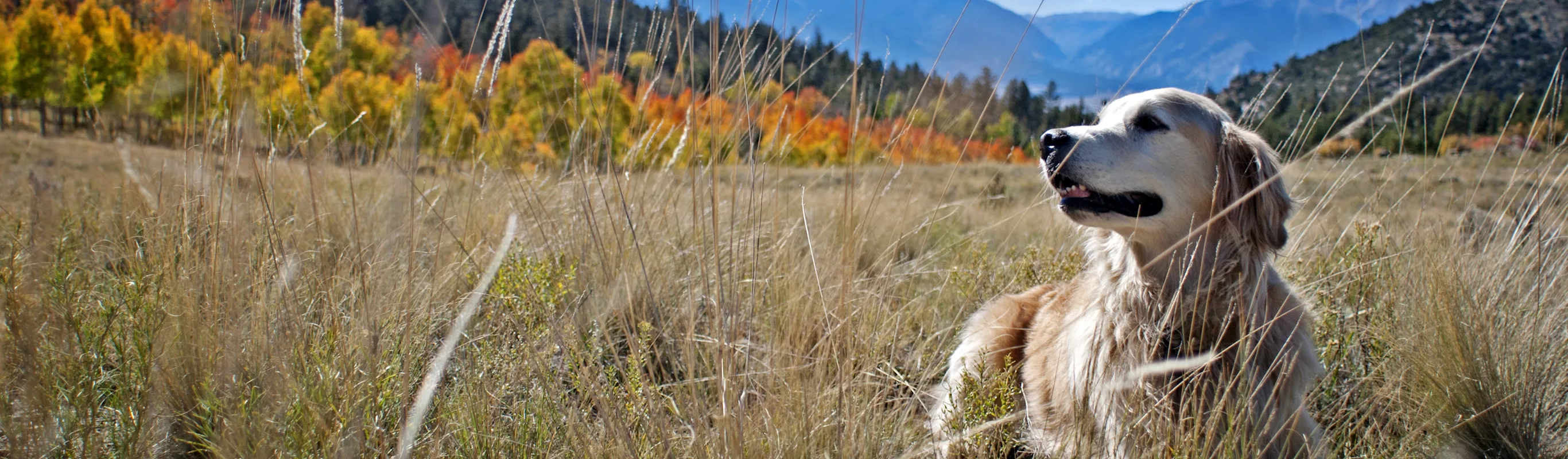 Golden Retriever laying down in a big field of grassy hay