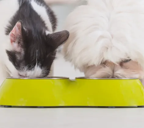 Cat & Dog Eating from Yellow Food Bowl at Home Cat & Dog Eating from Yellow Food Bowl at Home