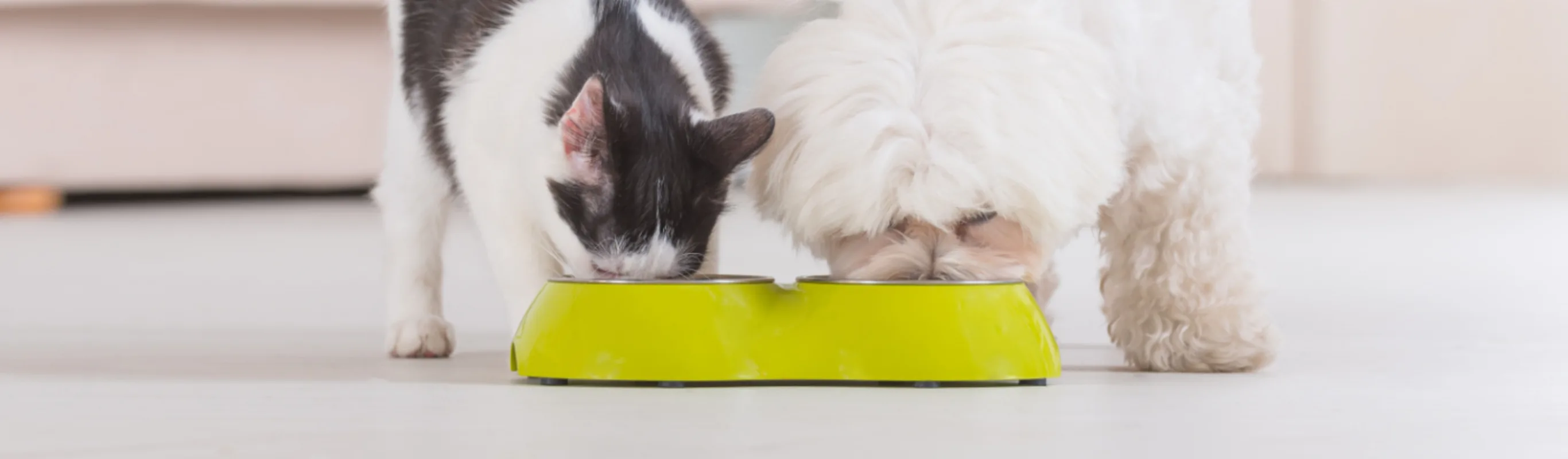 Cat & Dog Eating from Yellow Food Bowl at Home