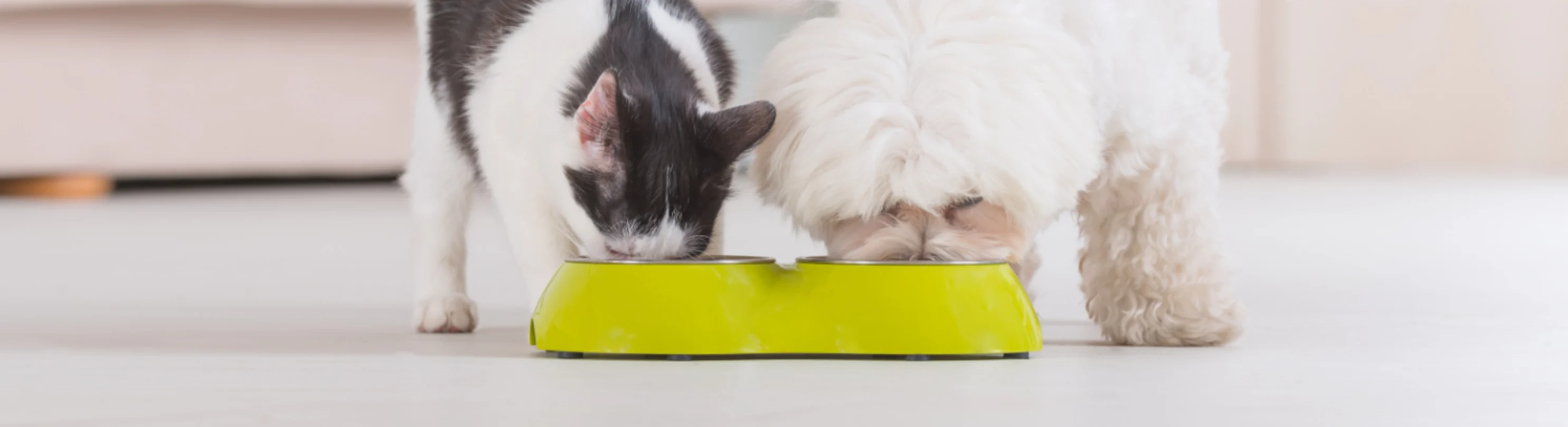 Cat & Dog Eating from Yellow Food Bowl at Home Cat & Dog Eating from Yellow Food Bowl at Home