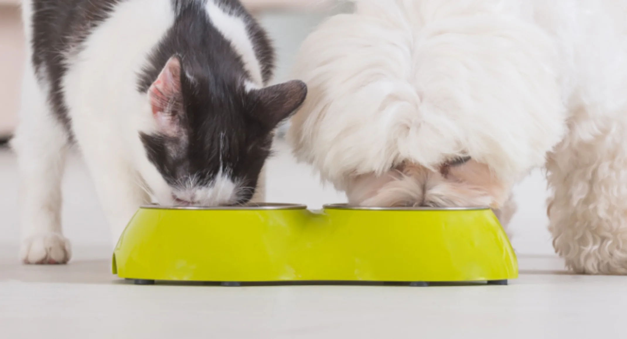Cat & Dog Eating from Yellow Food Bowl at Home Cat & Dog Eating from Yellow Food Bowl at Home