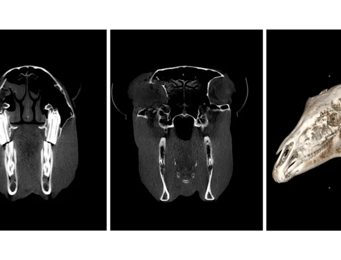 Head CT Case Study Head CT Case Study