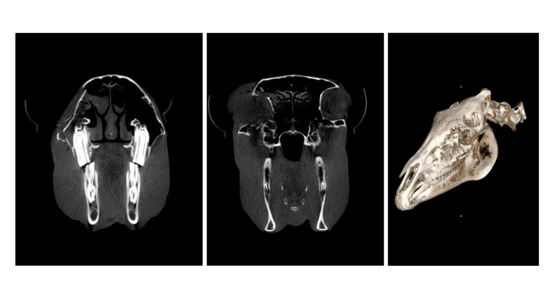 Head CT Case Study Head CT Case Study