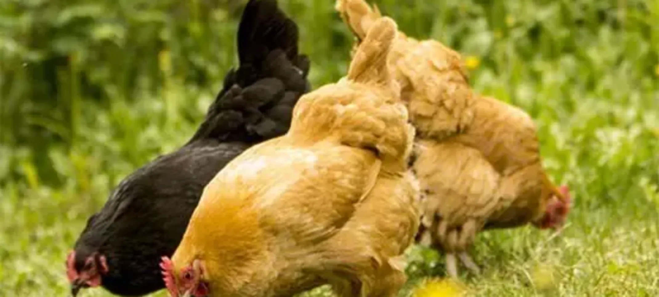 Lucy's Backyard Chickens Lucy's Backyard Chickens