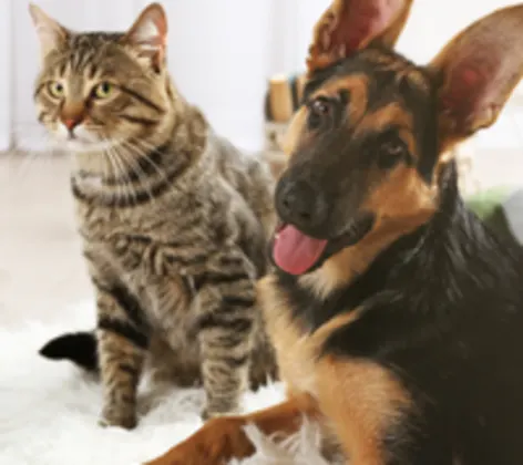 Brown Cat & Dog Sitting on Fuzzy White Rug Brown Cat & Dog Sitting on Fuzzy White Rug