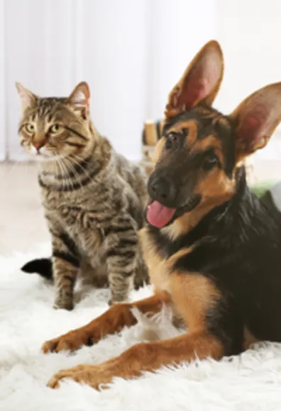 Brown Cat & Dog Sitting on Fuzzy White Rug Brown Cat & Dog Sitting on Fuzzy White Rug