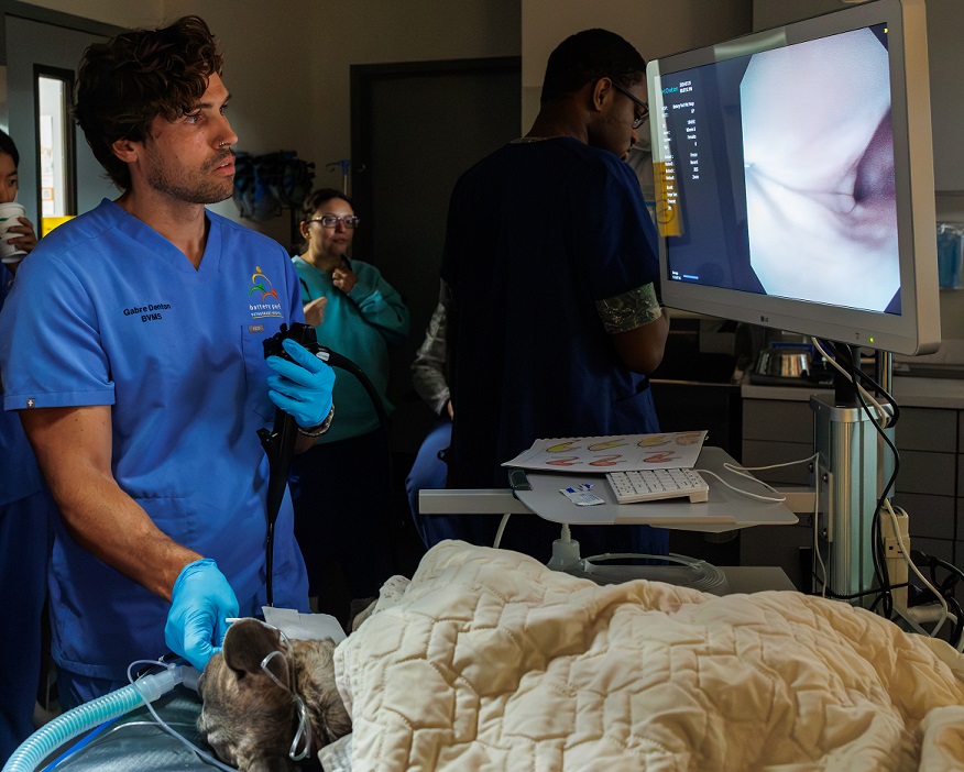 Dr. Denton & Endoscopy