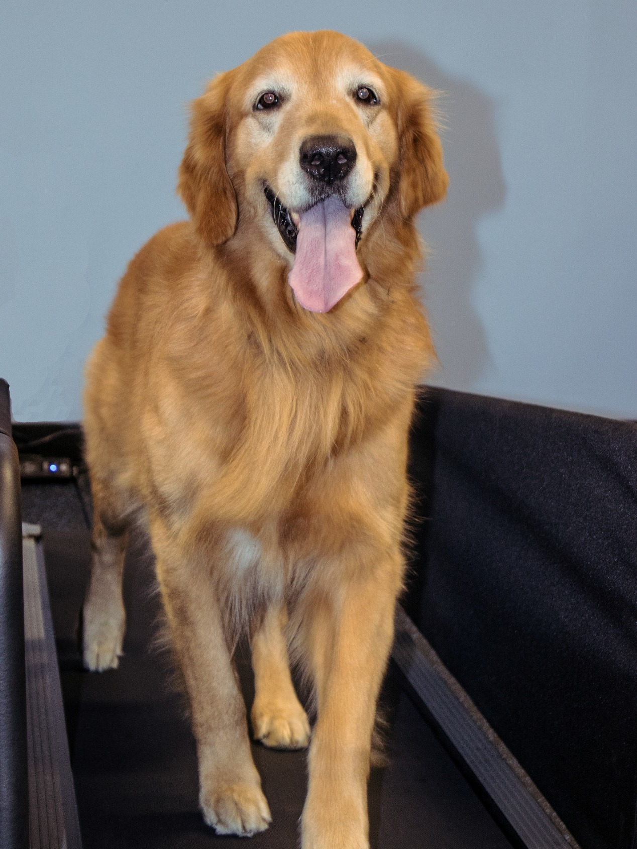 Happy dog on a treadmil.