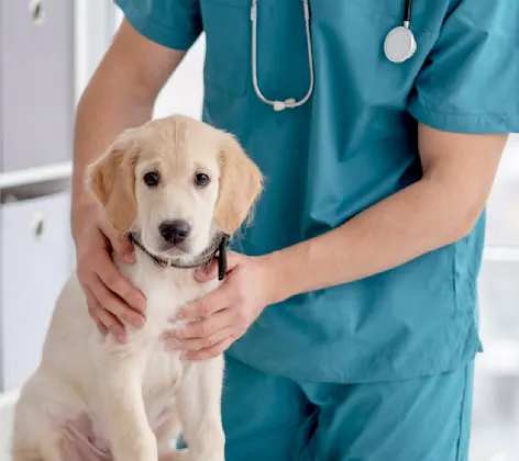 Doctor examining dog on exam table Doctor examining dog on exam table