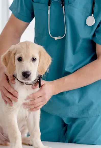 Doctor examining dog on exam table Doctor examining dog on exam table