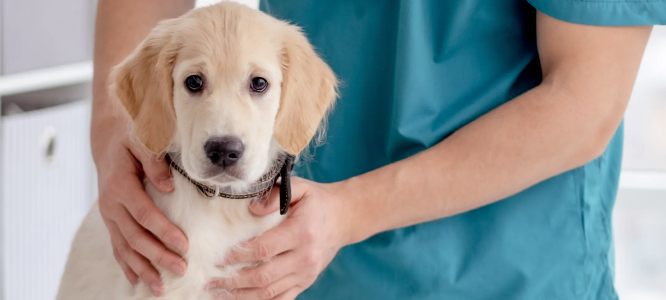 Doctor examining dog on exam table Doctor examining dog on exam table