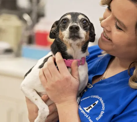 Staff member holding chihuahua Staff member holding chihuahua