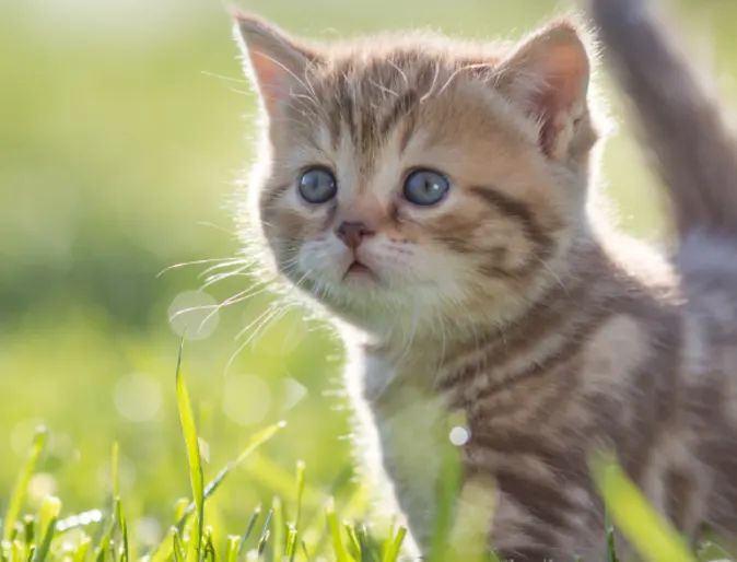 Cat walking through green grass