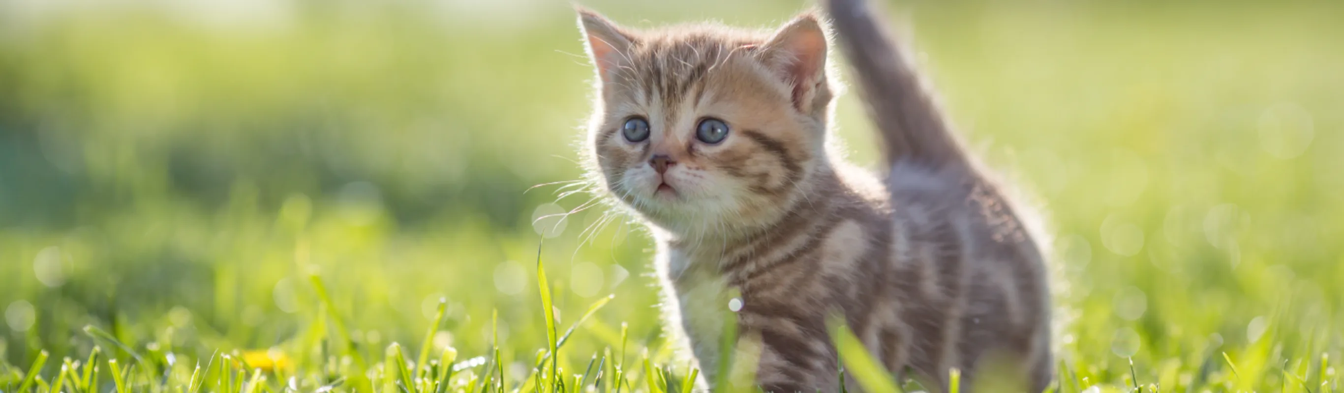 Cat walking through green grass Cat walking through green grass