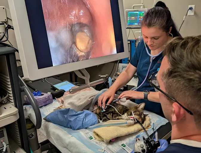 Vets performing endoscopy on a patient. Vets performing endoscopy on a patient.
