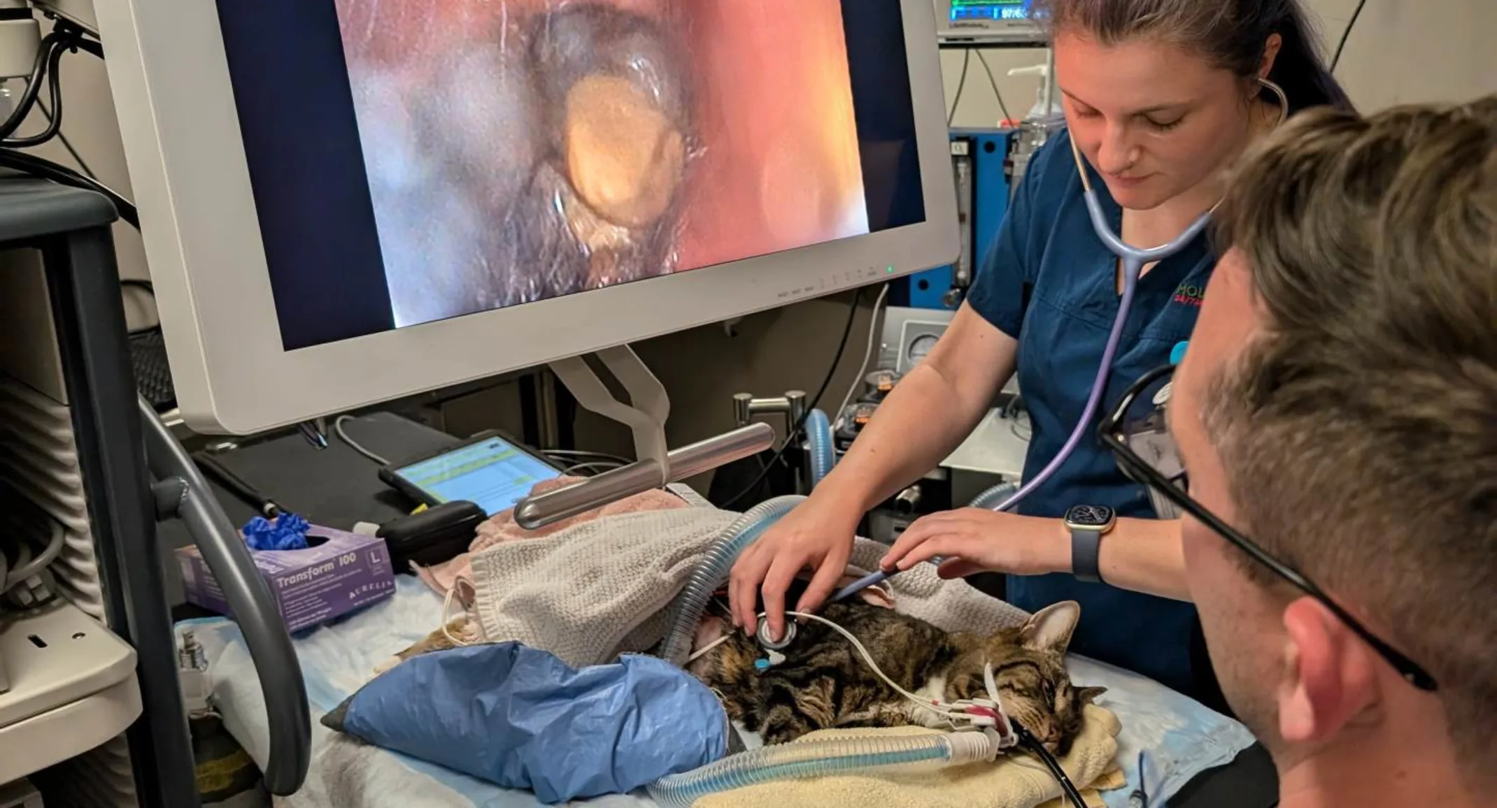 Vets performing endoscopy on a patient. Vets performing endoscopy on a patient.