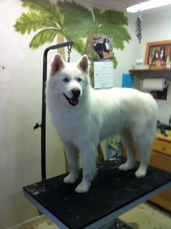 Groomed Spitz standing on a table