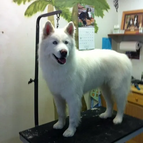 Groomed Spitz standing on a table Groomed Spitz standing on a table