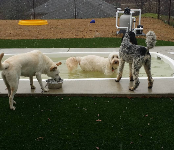 Three dogs near pool at dog daycare
