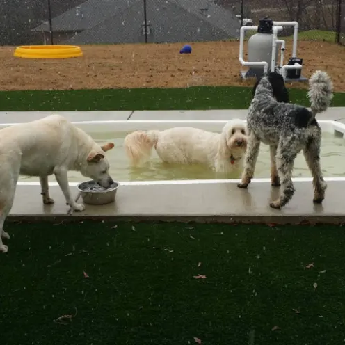 Three dogs near pool at dog daycare