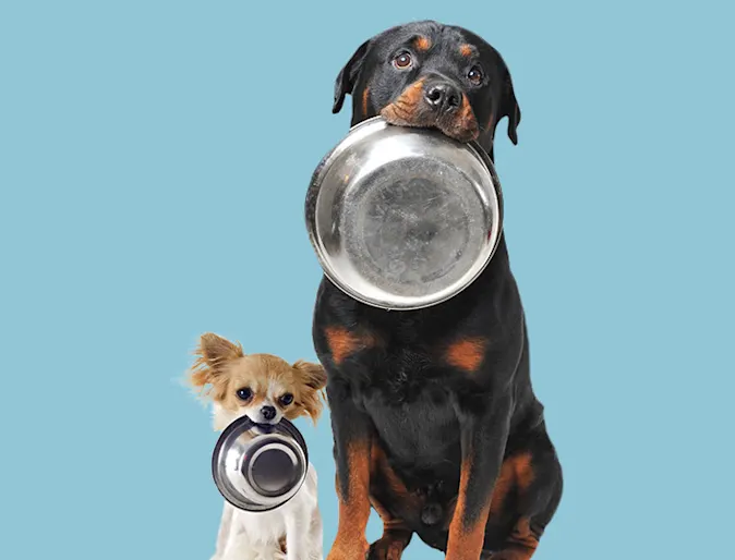 dogs with bowls in their mouths on teal background dogs with bowls in their mouths on teal background