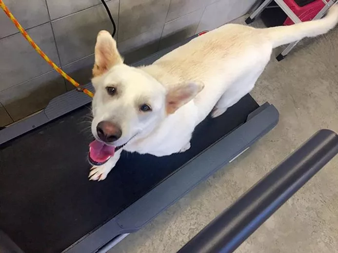 Dog walking on a treadmill