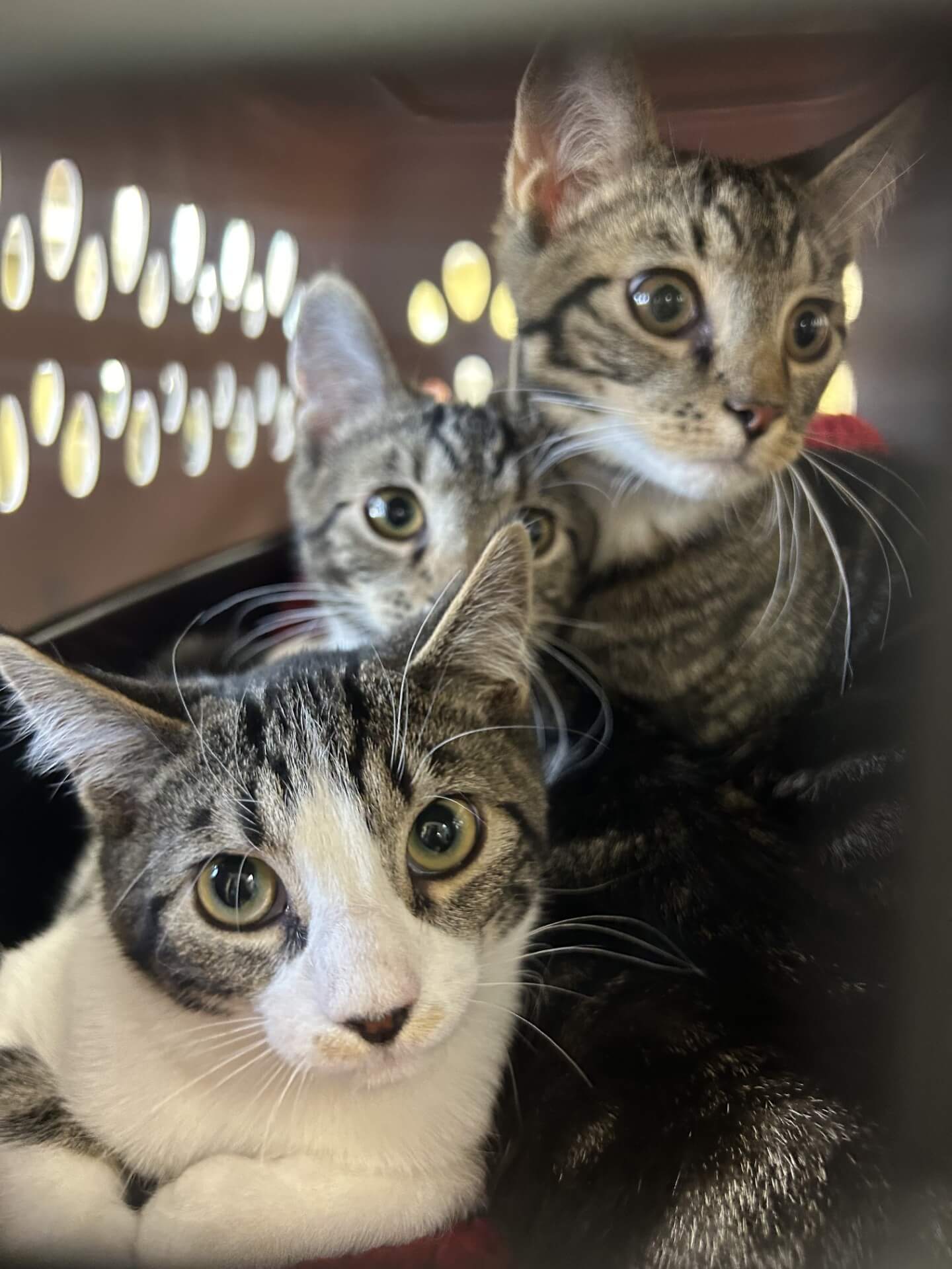 Kittens looking through carrier