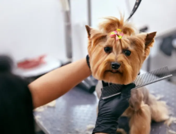 Dog getting groomed Dog getting groomed