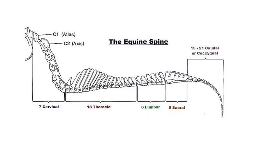 Horse Spine Diagram