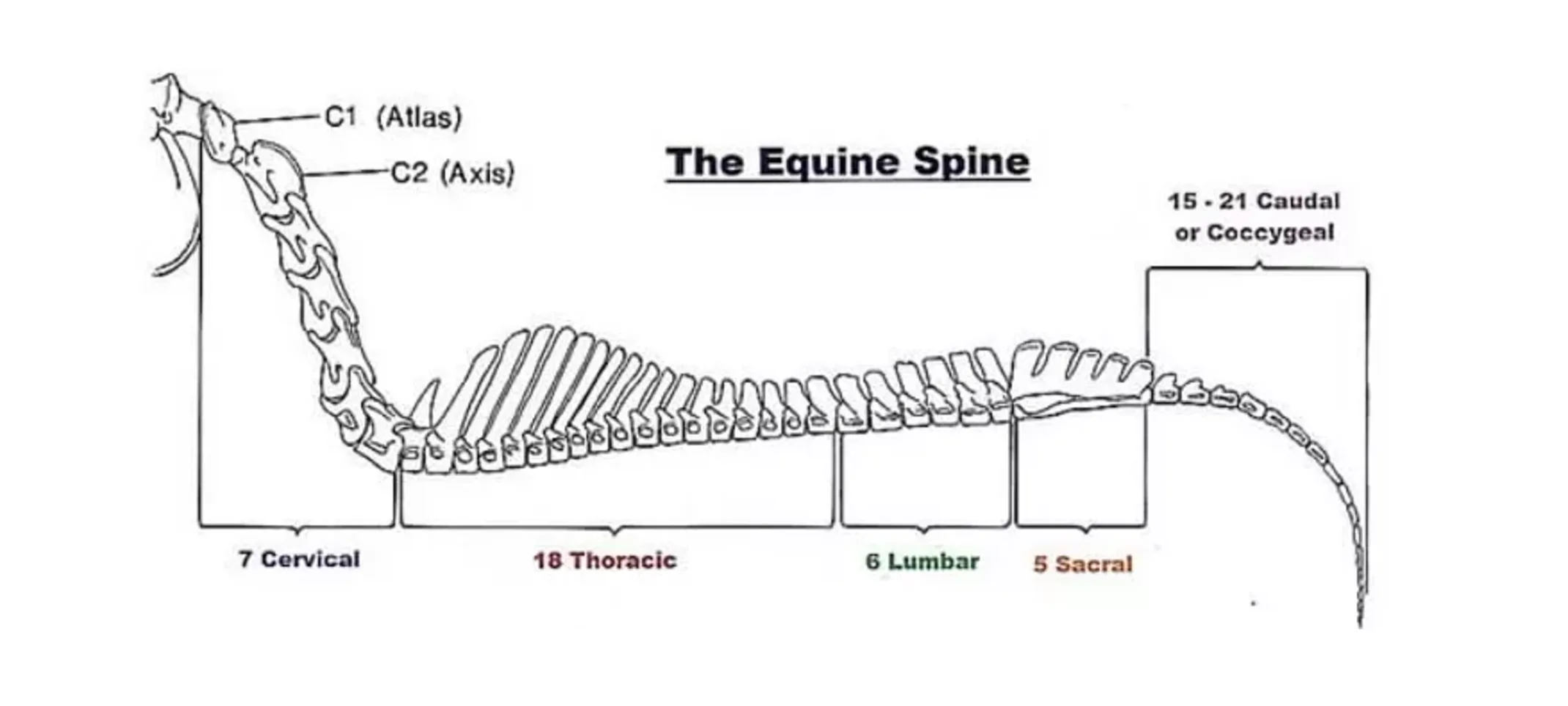 Horse Spine Diagram Horse Spine Diagram