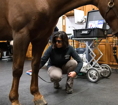 A vet tending to a horse's backleg using a device A vet tending to a horse's backleg using a device